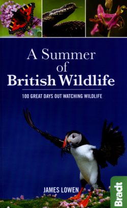 A Summer of British Wildlife